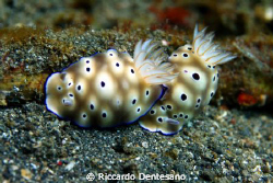 Risbecia Tryoni.
Pics taken in Lembeh, Indonesia. by Riccardo Dentesano 